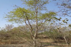 Holoptelea integrifolia